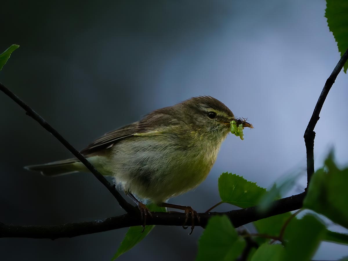 ABP-1@Soren-Salvatore