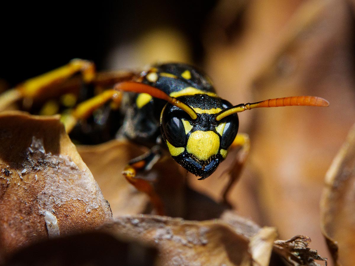 ABP-4@Soren-Salvatore