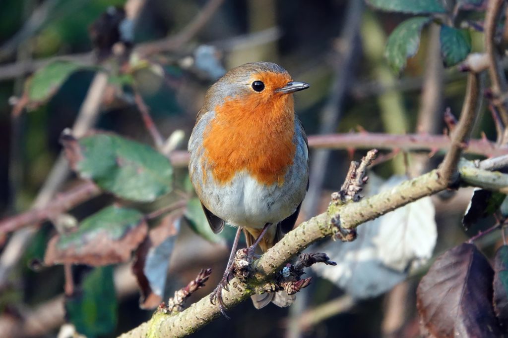 closeup-shot-european-robin-branch